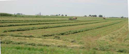 Amish Haying Mid June